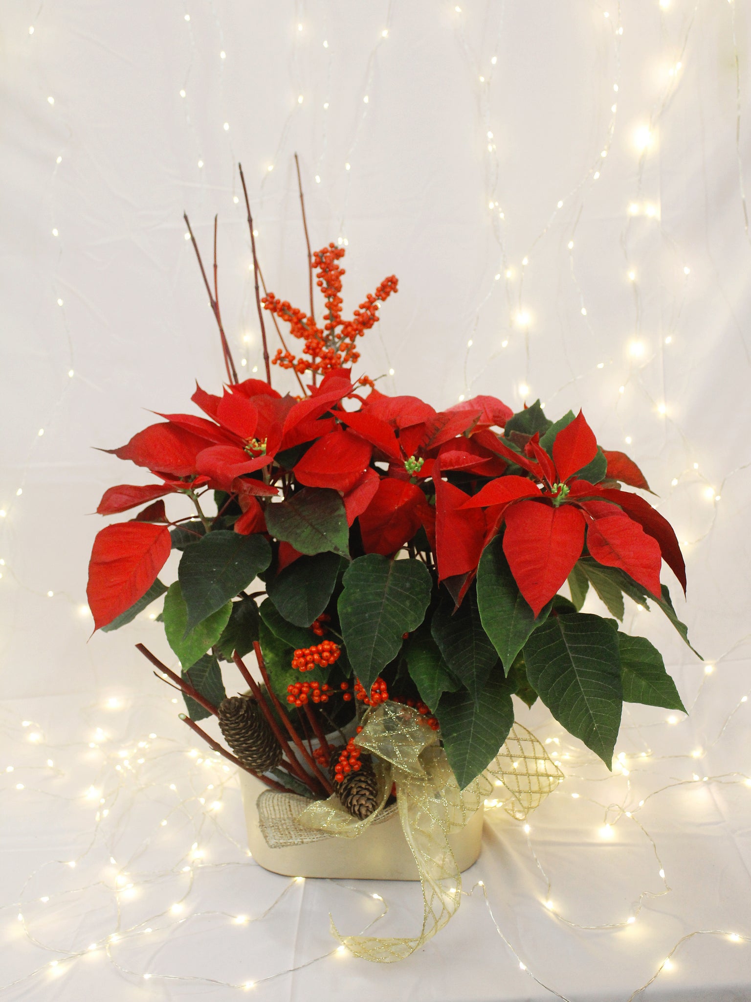 Poinsettia Arrangement